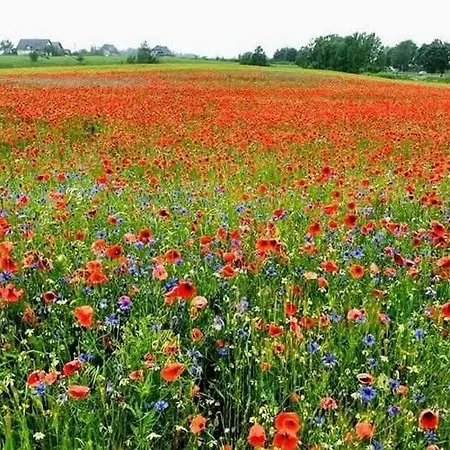 別荘 Uroczy Golubie ,niedaleko Stoku Koszalkowo ,balia,sauna,kominek,ognisko