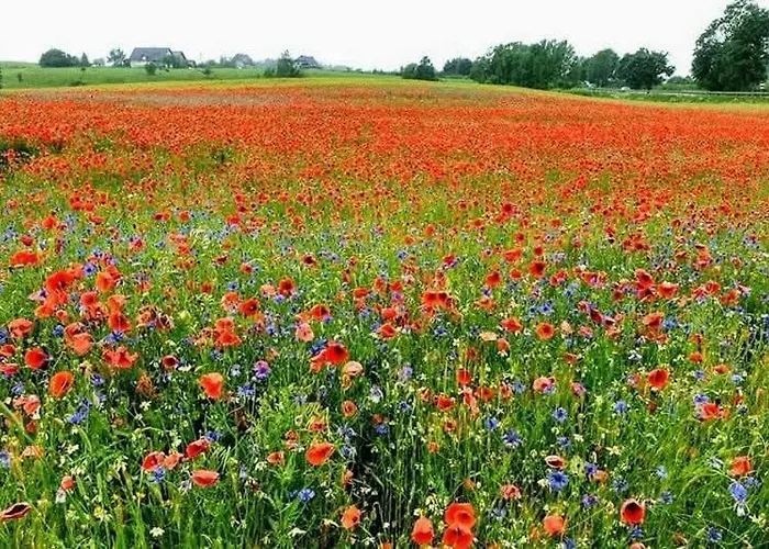 度假居 Uroczy Golubie ,niedaleko Stoku Koszalkowo ,balia,sauna,kominek,ognisko